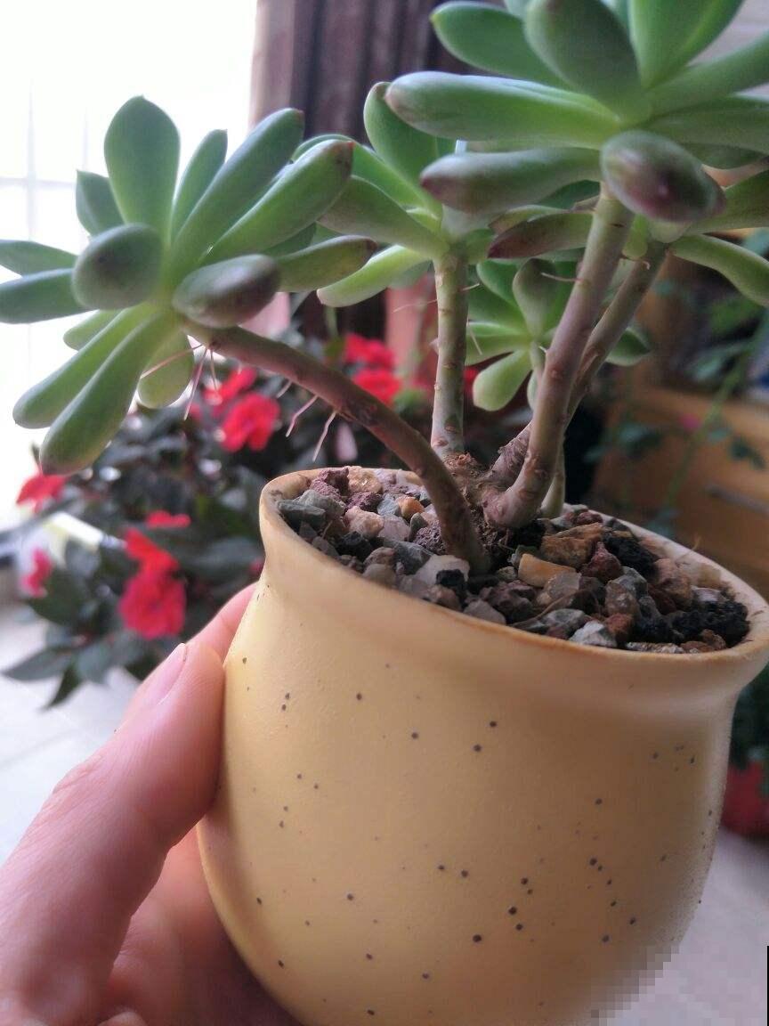 多肉出现4种情况,其实是在求救,要赶紧重视起来! 多肉出现4种情况,其实是在求救,要赶紧重视起来!