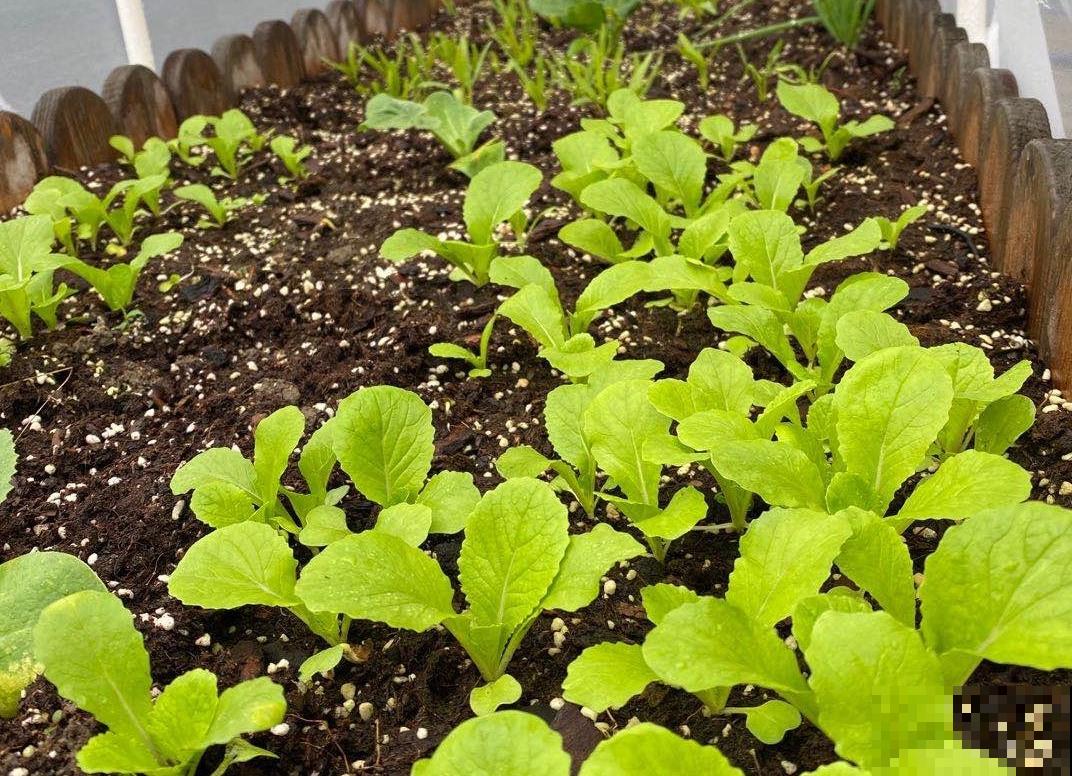 阳台种菜有讲究，记好这几点，随时都有新鲜蔬菜吃！