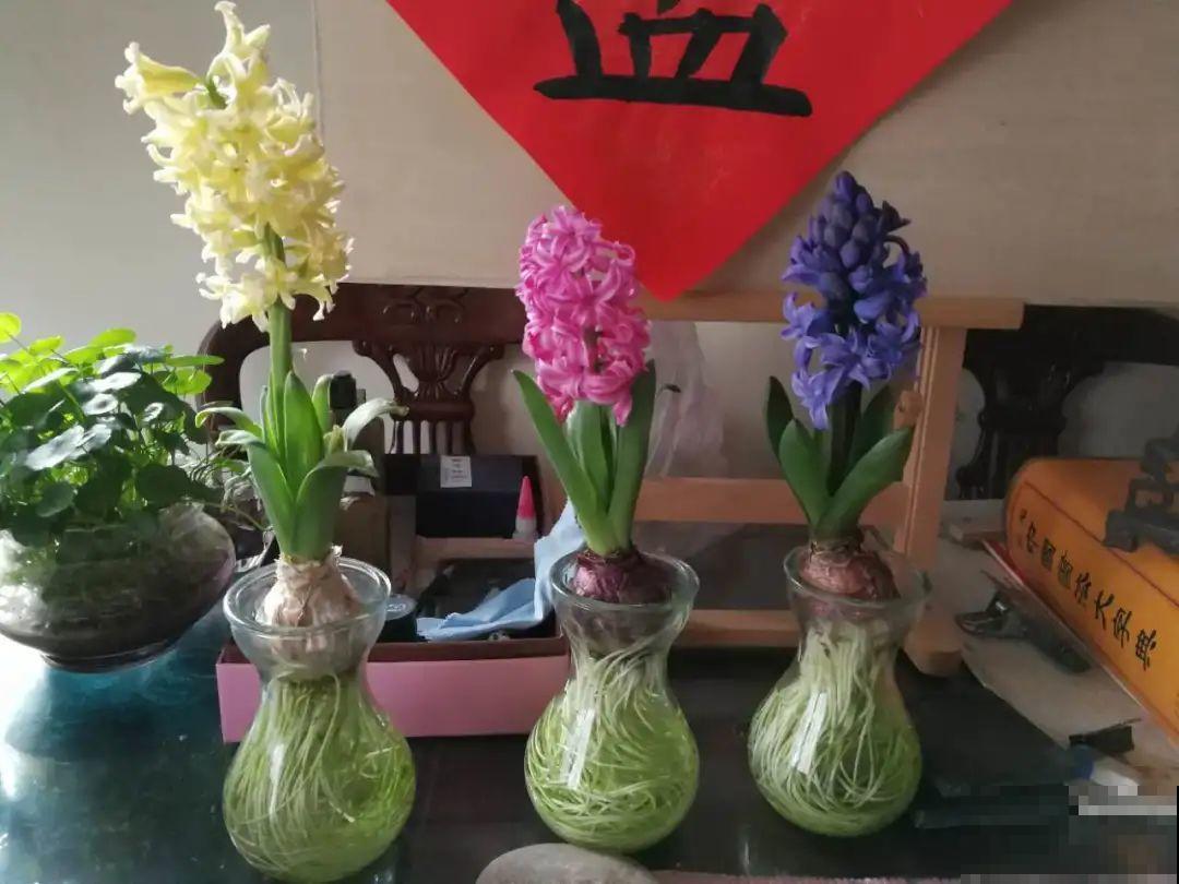 百合开花不是一次性，开完要施肥，1盆能生20盆