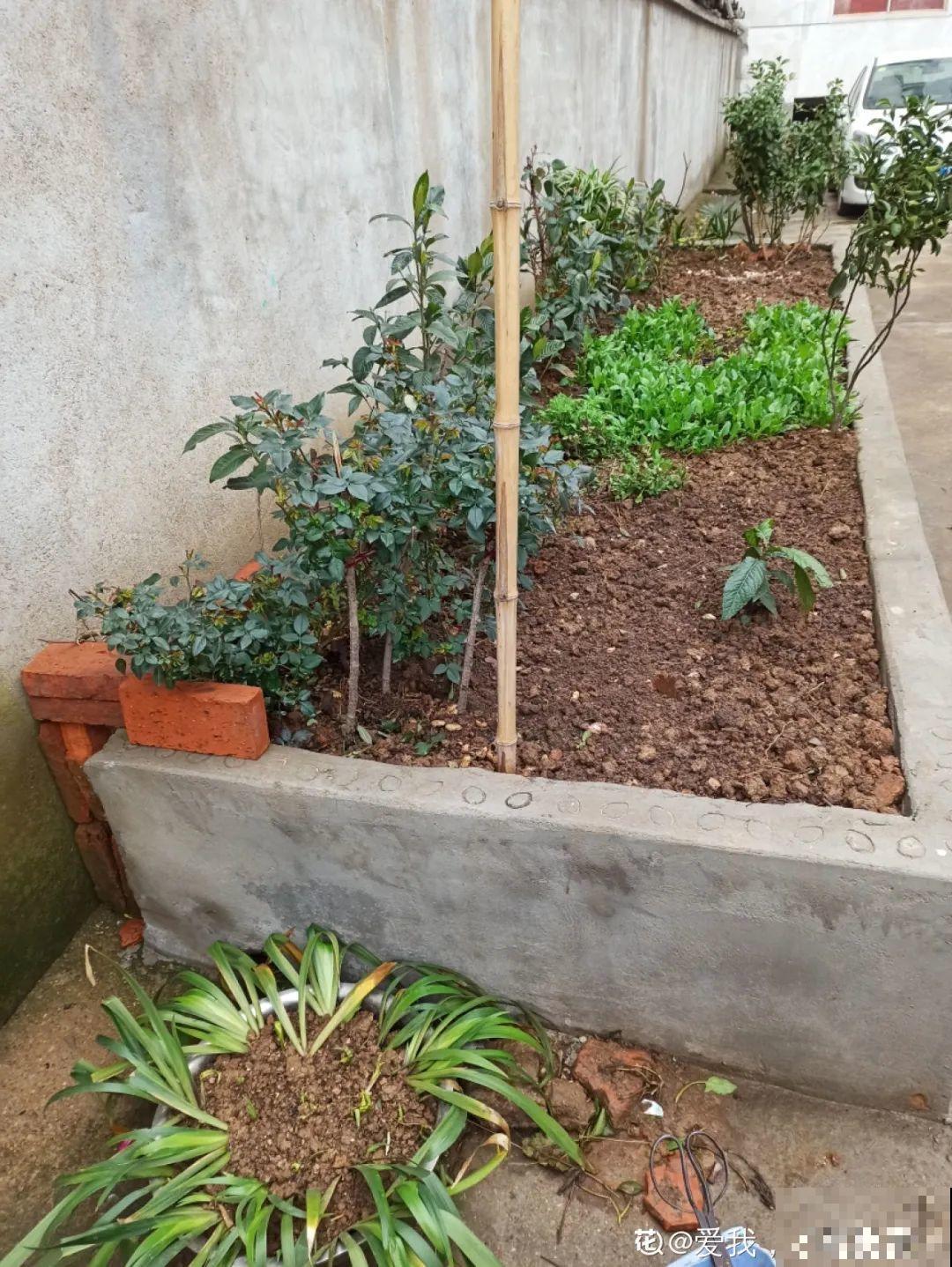 花盆里长了个“蛋”，赶紧换盆，否则必死无疑！