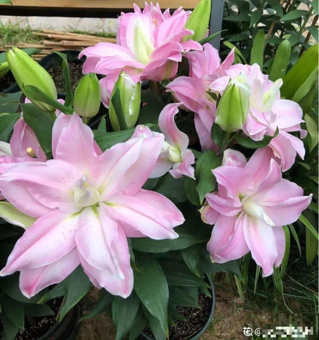 开花比脸大的百合，种下一个球，能爆一大窝球崽！