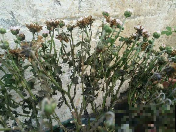 百合开花不是一次性，开完要施肥，1盆能生20盆