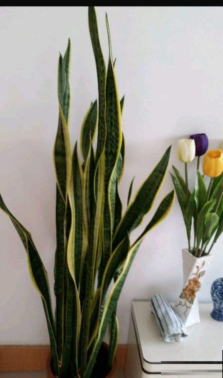 冬天养虎皮兰,注意避开4个坑,才能平稳过冬 冬天养虎皮兰,注意避开4个坑,才能平稳过冬