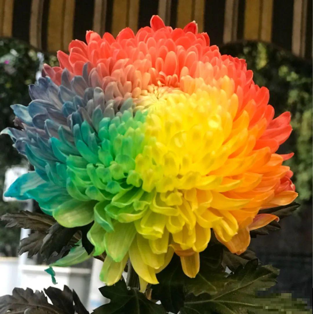 染色大葱？卫生纸一擦就掉色，真细思极恐