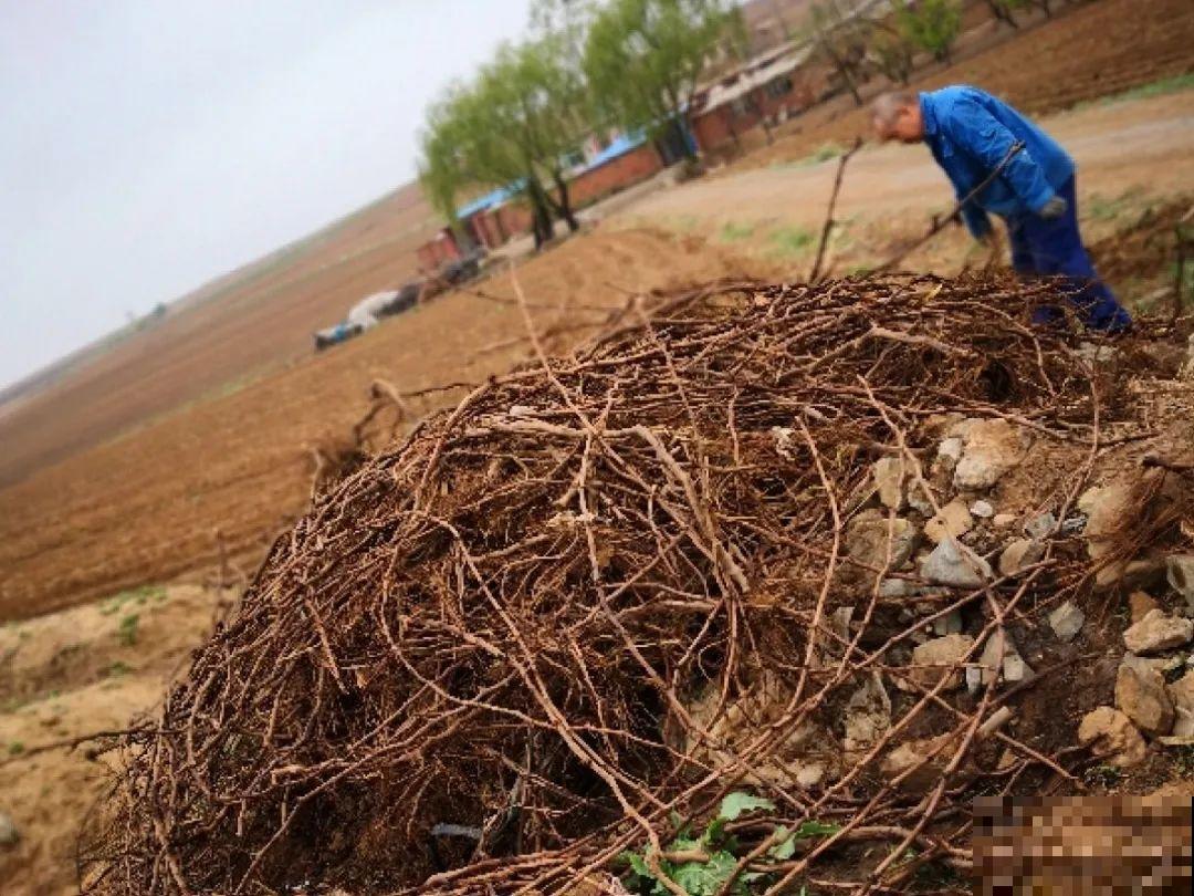 冬剪开始了，月季看见这种枝，就要赶紧剪！