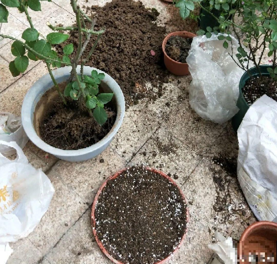 惊蛰之后，小虫乱飞，教你16种杀虫方法