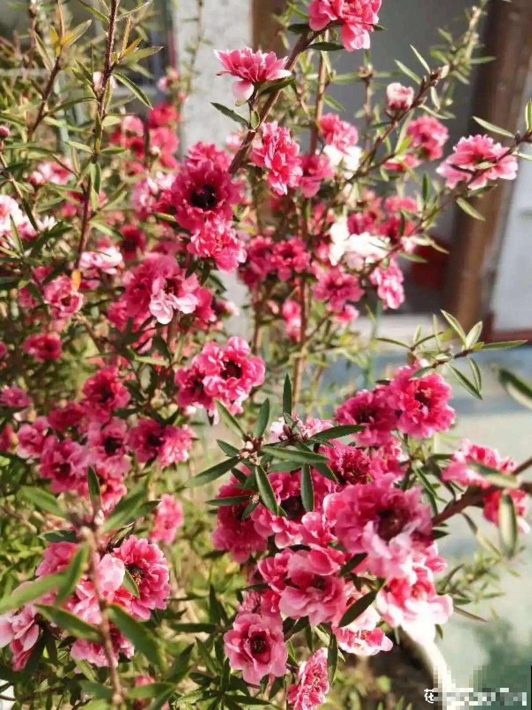 红红火火的过年花,开花特热闹,过年必备! 红红火火的过年花,开花特热闹,过年必备!