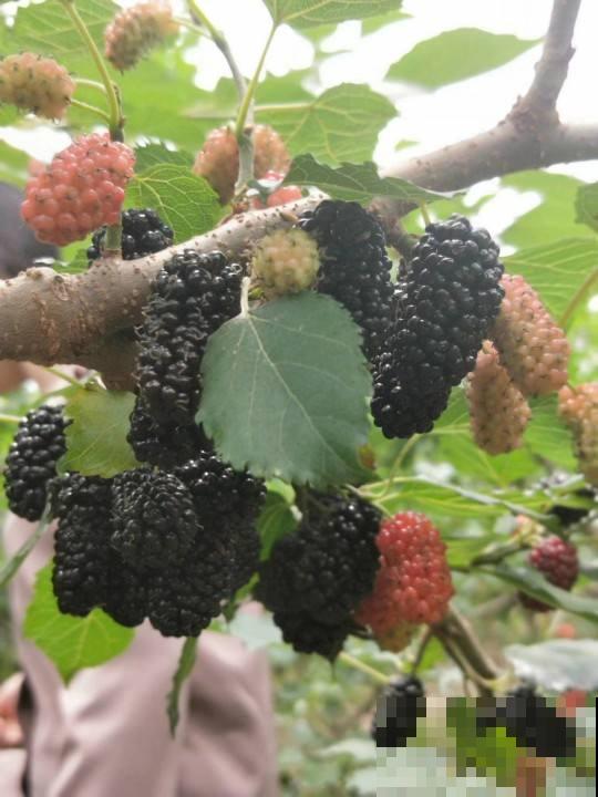 春天常吃这4种水果，补充维C预防感冒，口感也超棒