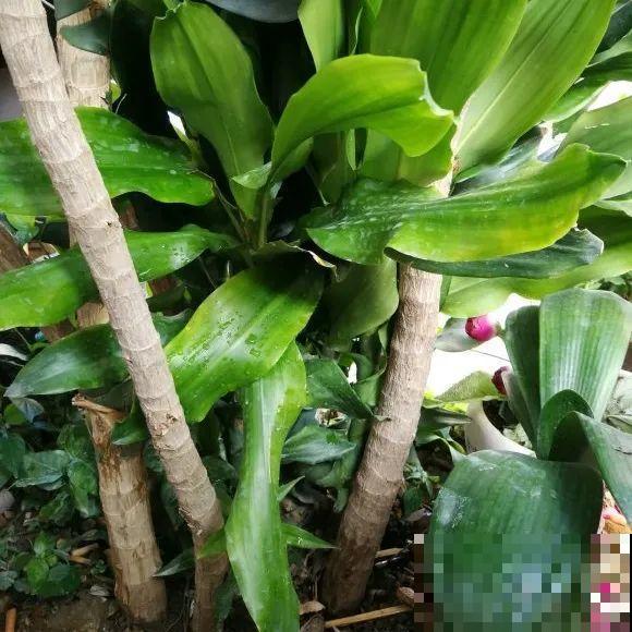 门口种了富贵竹，长到3米高，路过的都站着看！