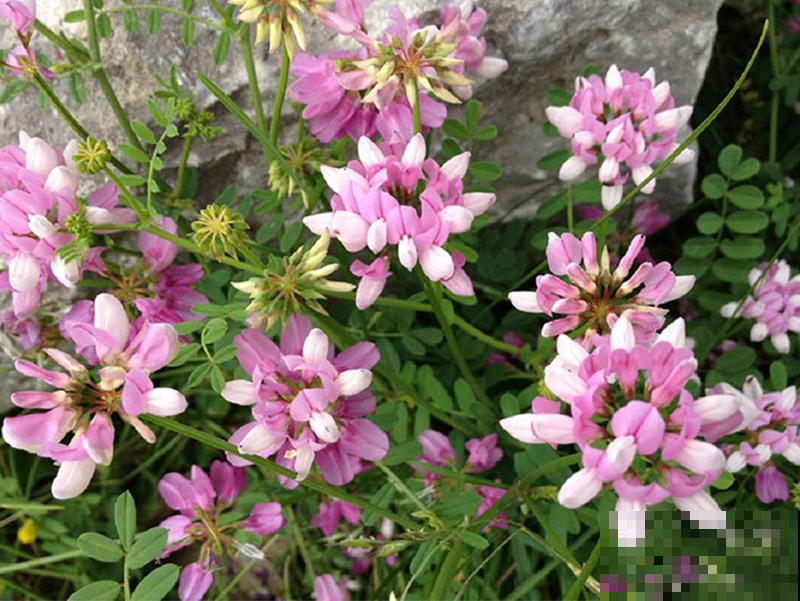 长在路边的小冠花,生长能力极强,每次开花一大片! 长在路边的小冠花,生长能力极强,每次开花一大片!