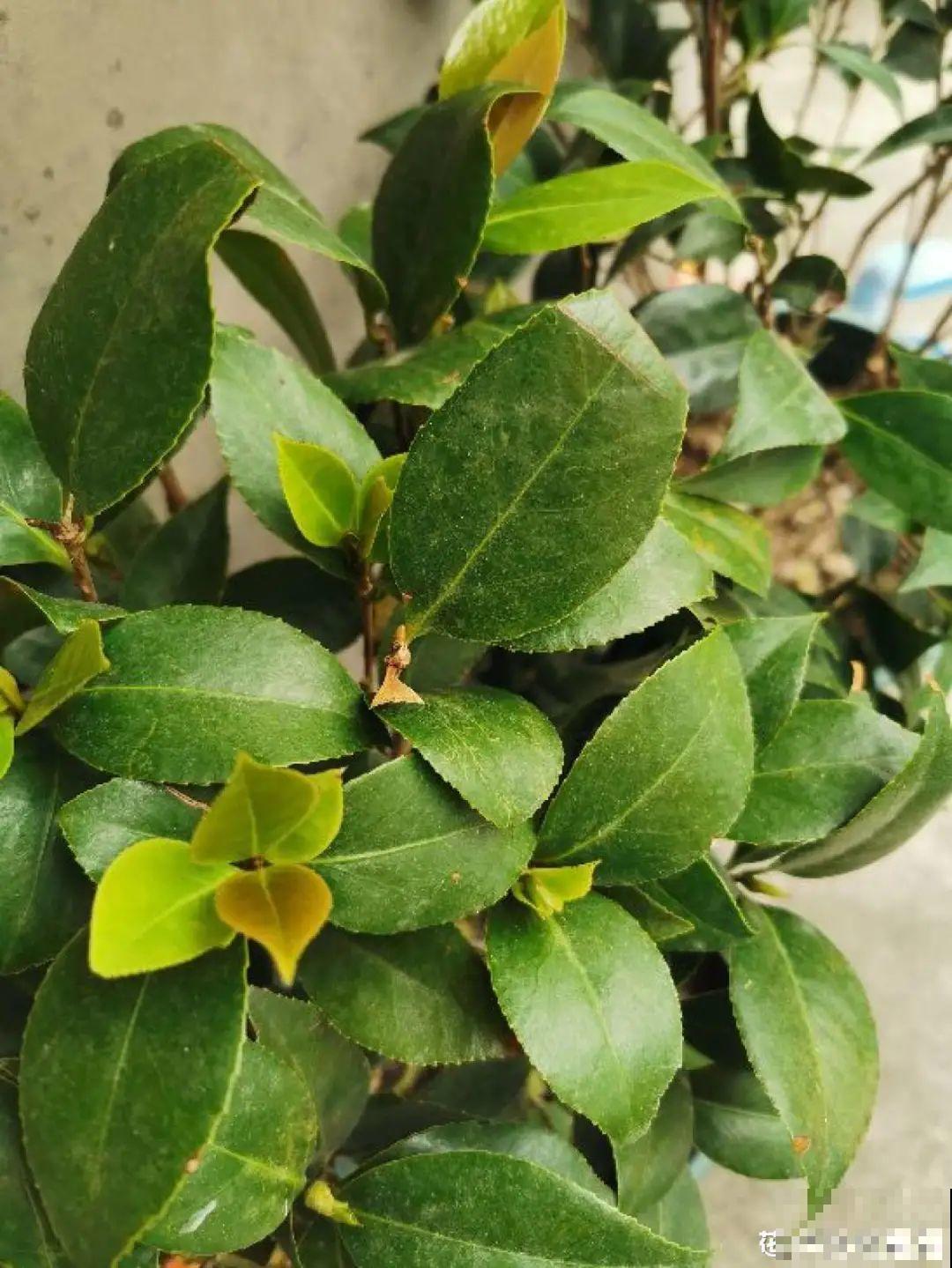 2月养花下狠手，剃光头、撸光叶，越狠越开花！