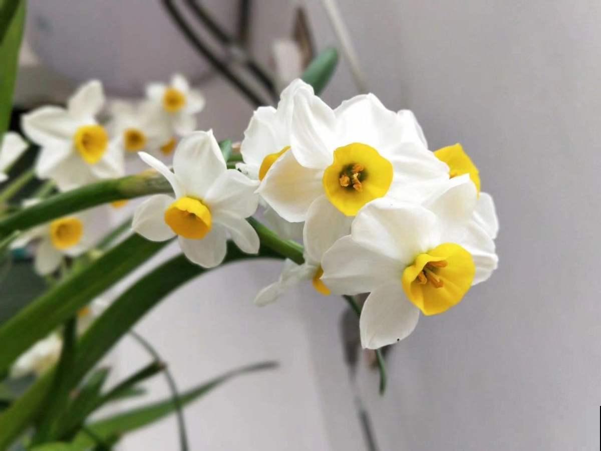 花市因疫情关门，大量花卉滞销，花卉寒冬已到来