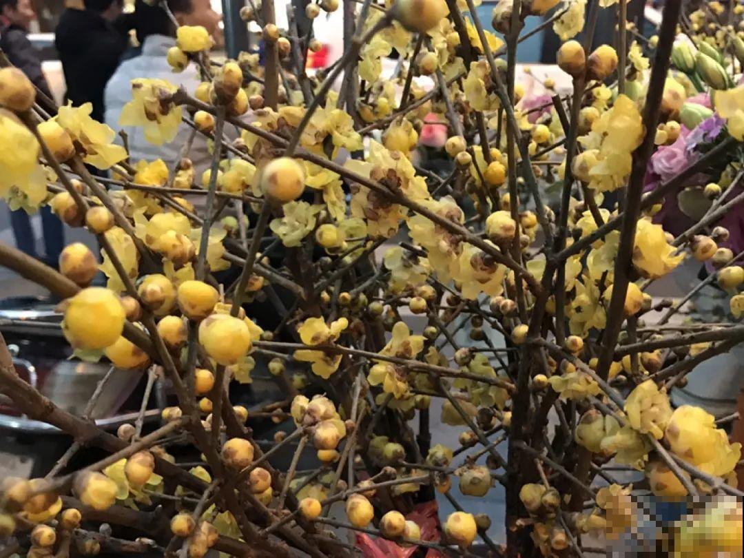 冬天的香水花，养1盆满屋子飘香，千万不要放卧室