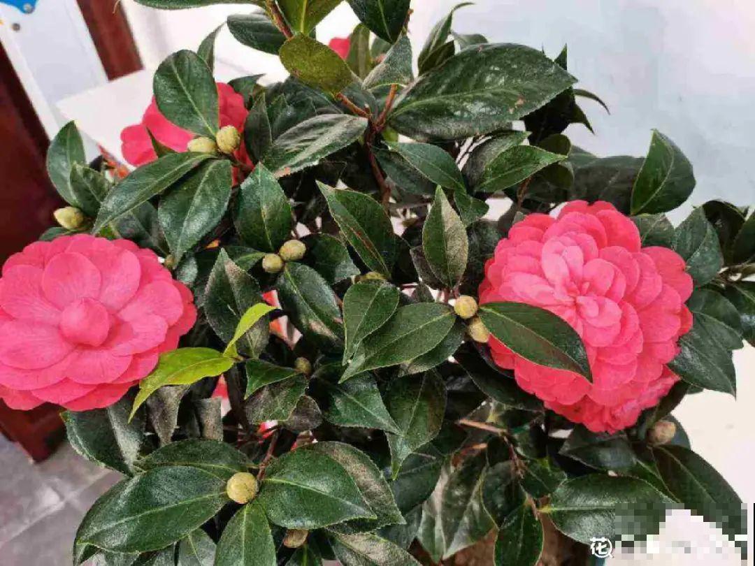 5种花不能换盆，一换就死，很难救回来