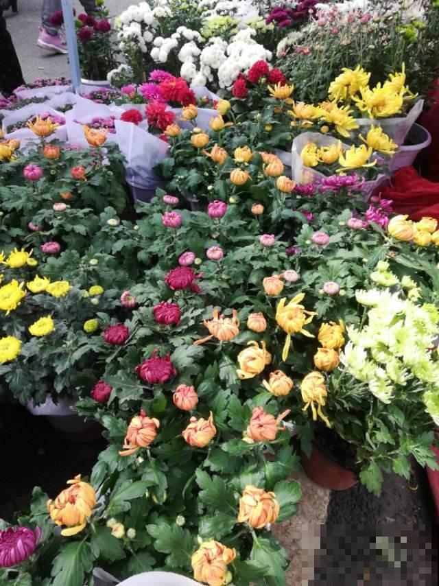 年关时节买花，要记住“4个不买”，才不会上当受骗