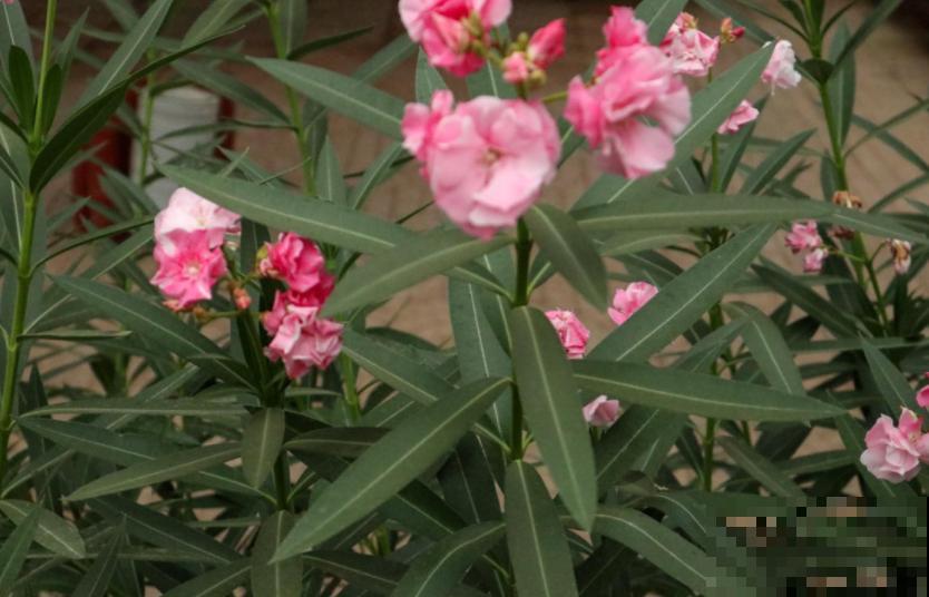 你以为养花很安全?惨案不时发生,下手的都是自己人! 你以为养花很安全?惨案不时发生,下手的都是自己人!