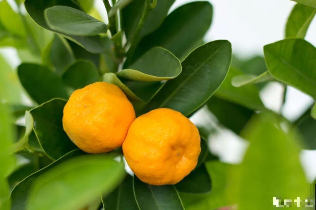 “短命”年宵花，买一盆枯一盆，太心疼