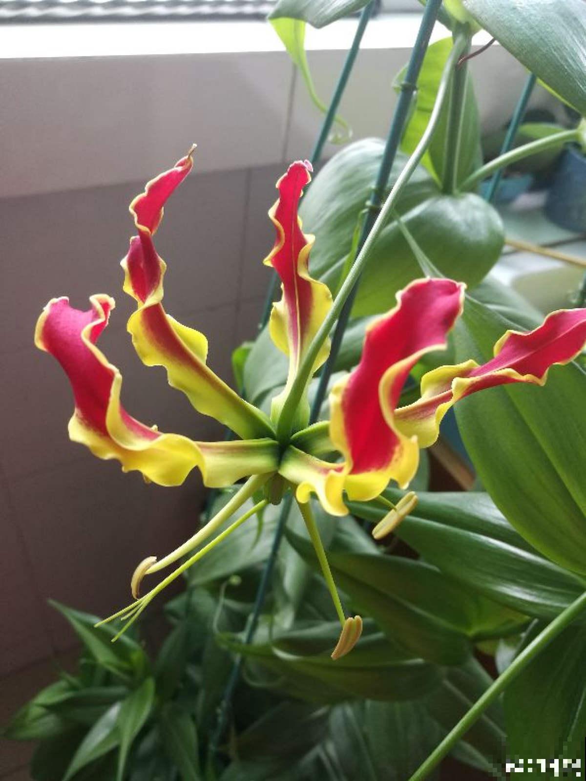 春天养盆“火焰”花，开花红红火火，一年都旺运