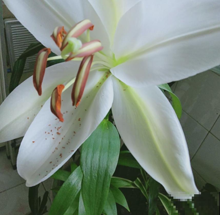 “百合”和“百合”不能混，搞错就麻烦了，品种要分清！