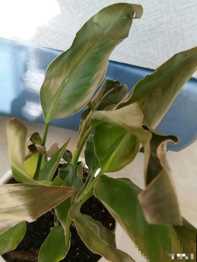 家里养这10种花,冻伤了要赶紧救,晚了就救不回来了 家里养这10种花,冻伤了要赶紧救,晚了就救不回来了