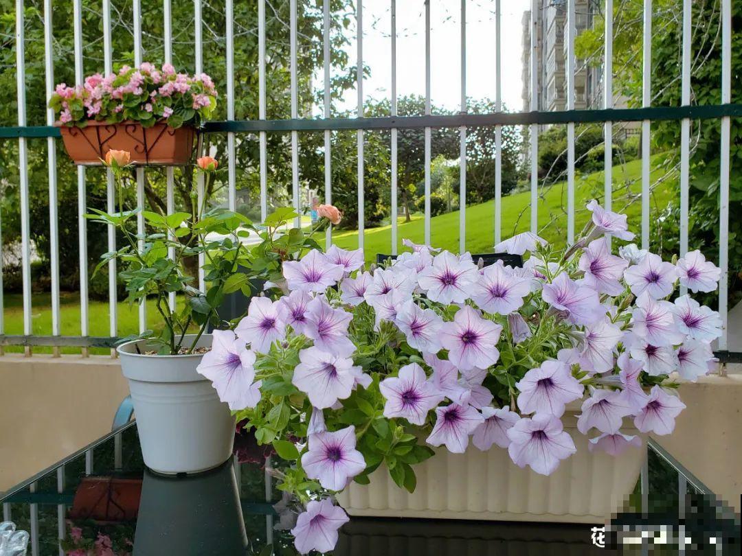 20种花春天开得正盛，花期长、容易爆花，虫害少！