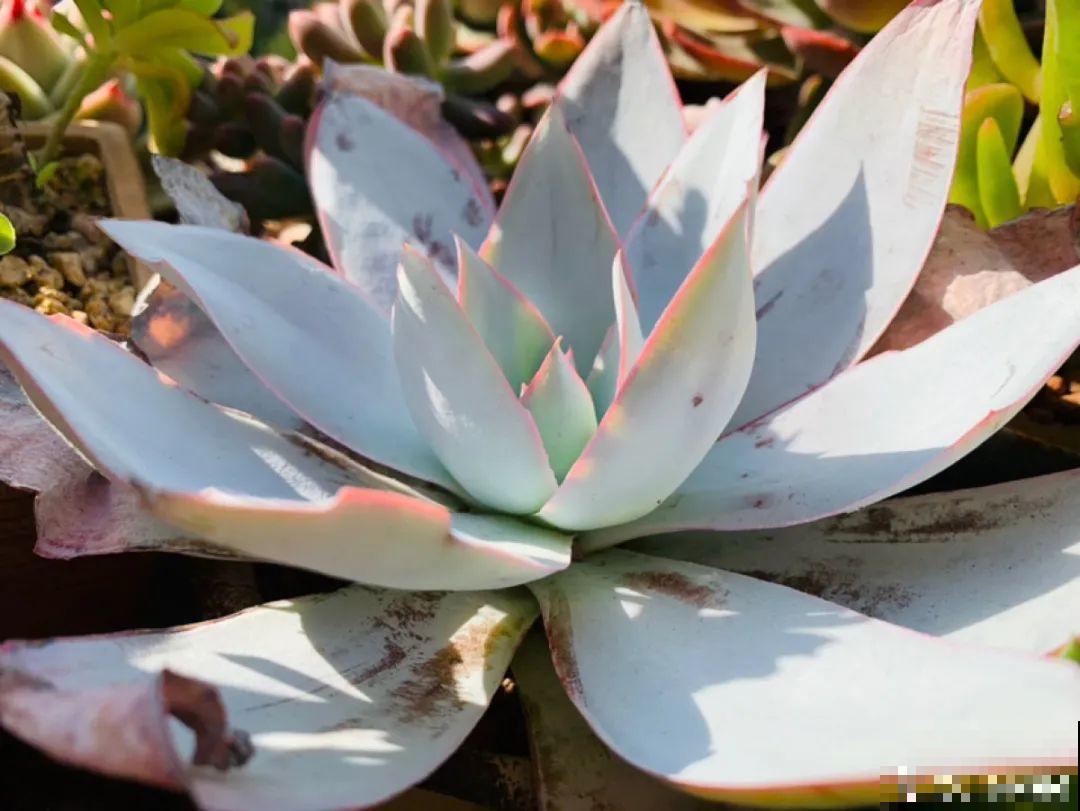 小阳台也能养多肉，一尺一寸，都是繁华！