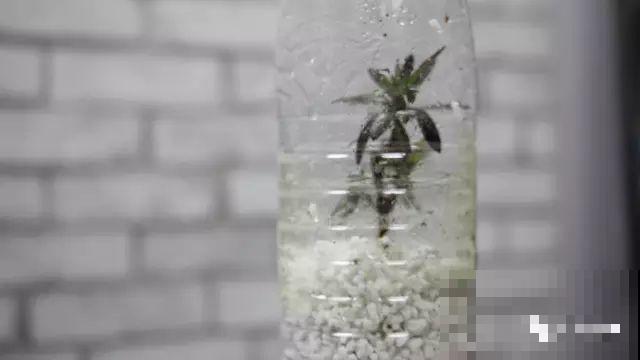 现在扦插超好活，剪根枝，捂3天，冒出狗牙根！