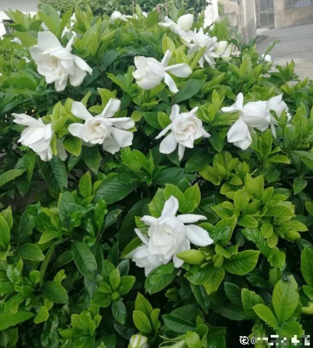 土里浇点果皮水，能维持土壤酸性，茉莉兰花开爆盆