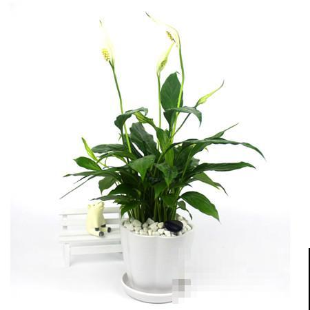 白掌原来这么好养，做好这4点，花越开越美！