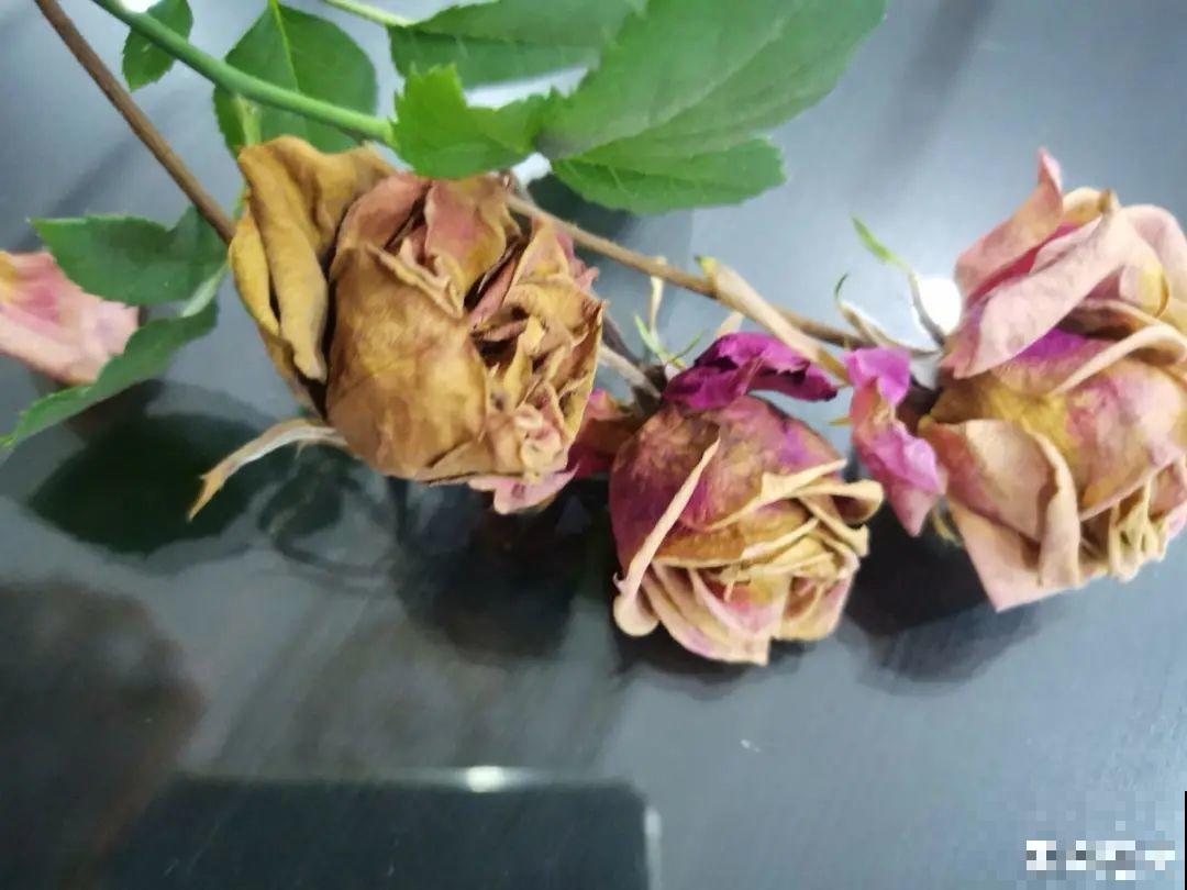 干花制作方法，学会了超实用，留住花儿美好