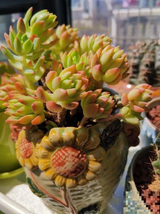 快过年了，肉崽子们都红火起来，陪我一起过节！