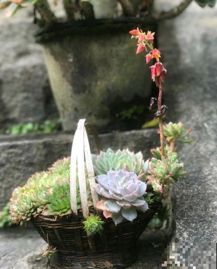 山上的尼姑庵,只养花不烧香,看完想出家 山上的尼姑庵,只养花不烧香,看完想出家