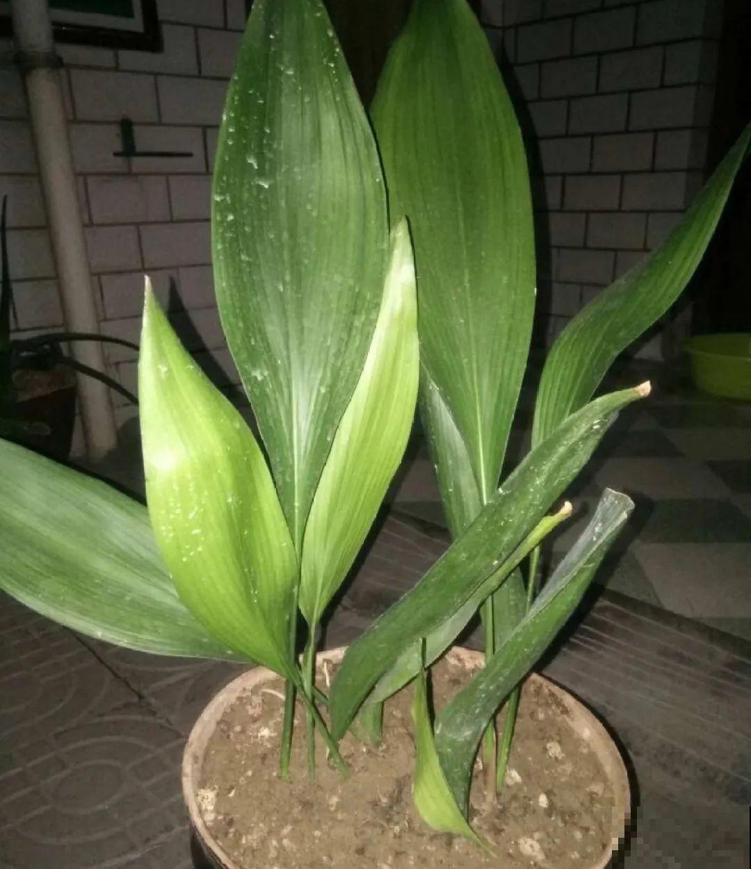 蜘蛛抱蛋这种花,长相清秀,一点也不吓人 蜘蛛抱蛋这种花,长相清秀,一点也不吓人