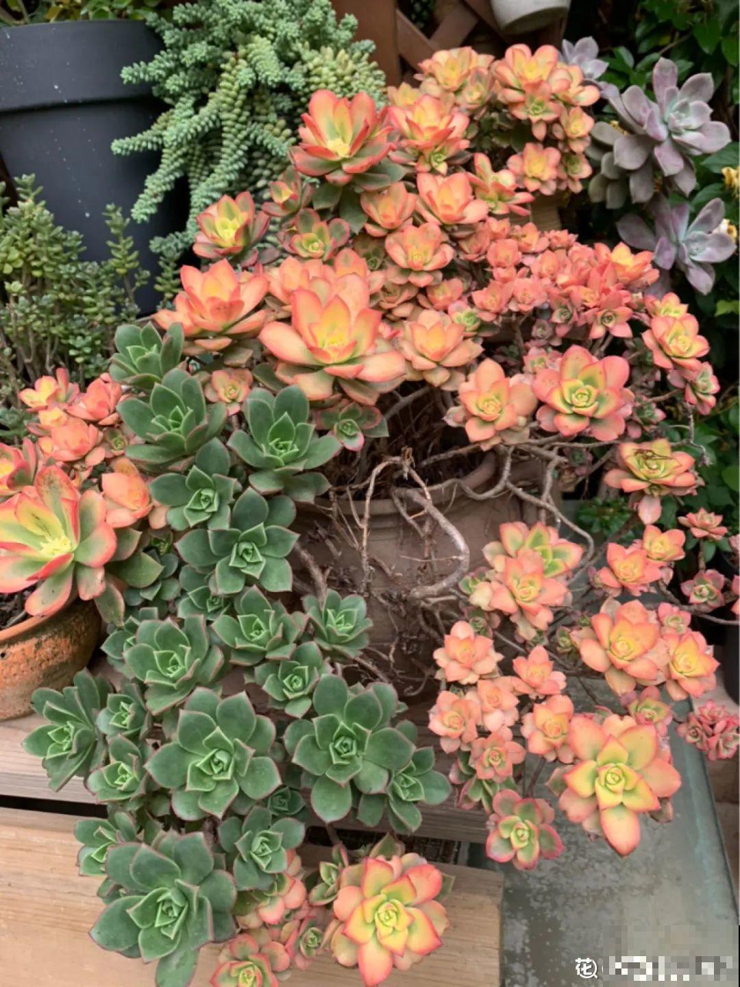 多肉老桩有多美，看着像是艺术品，造型超美