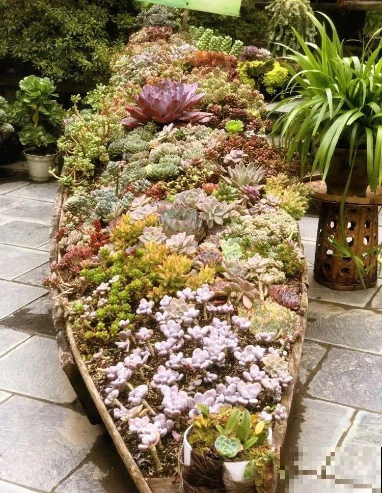 山上的尼姑庵,只养花不烧香,看完想出家 山上的尼姑庵,只养花不烧香,看完想出家