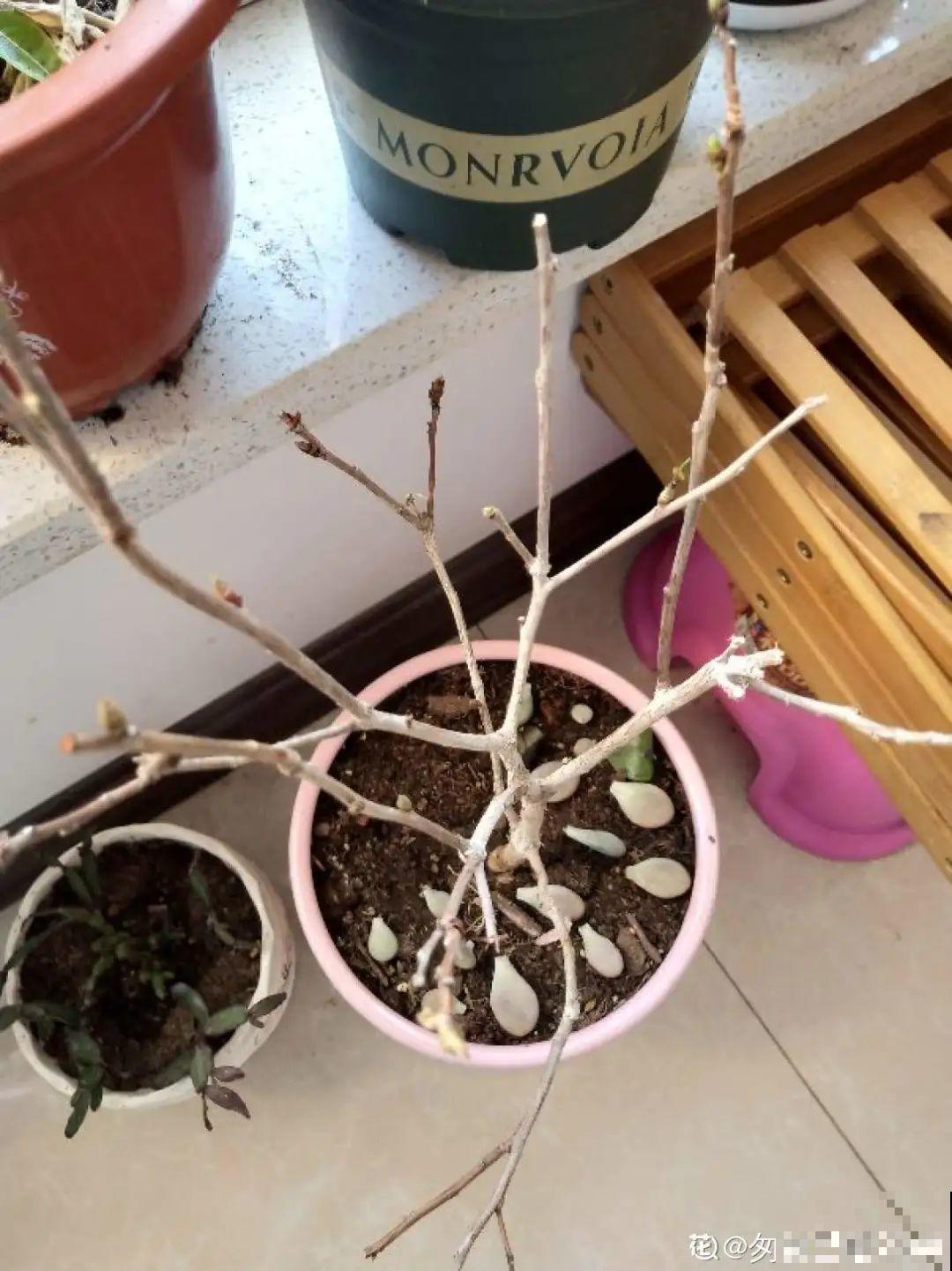 2月养花下狠手，剃光头、撸光叶，越狠越开花！