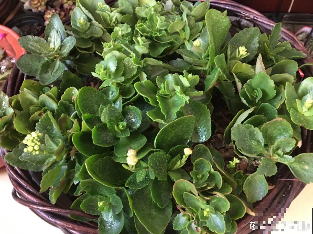 花开一半就掉了,再不管,花苞全掉光 花开一半就掉了,再不管,花苞全掉光