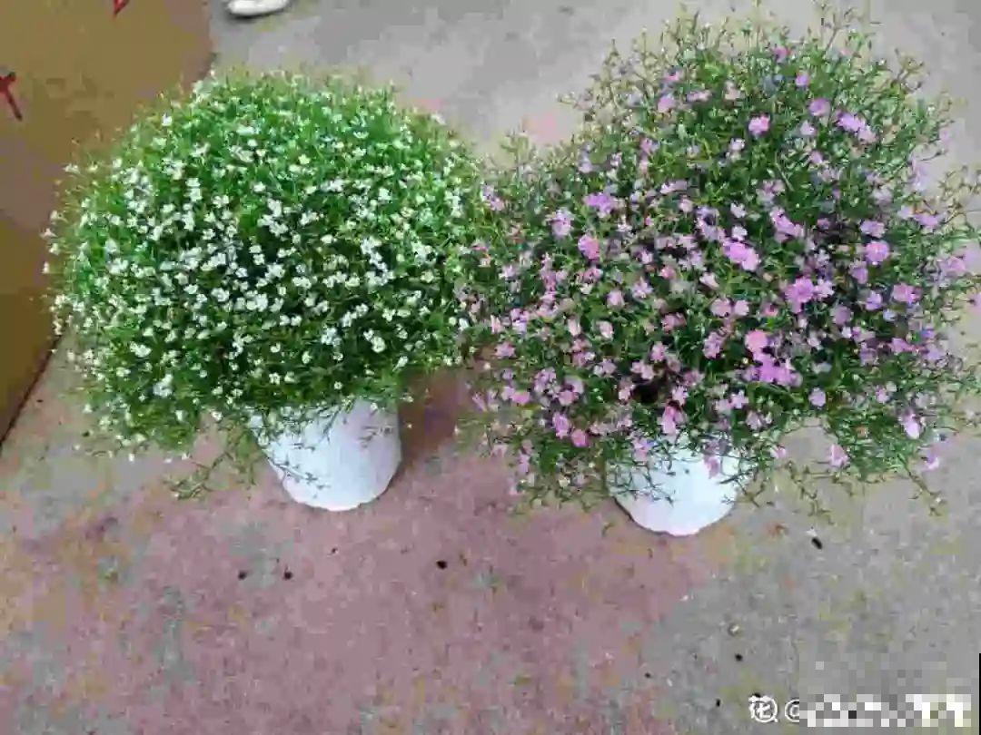 6种花是一次性，开完可以扔了，别再浪费时间