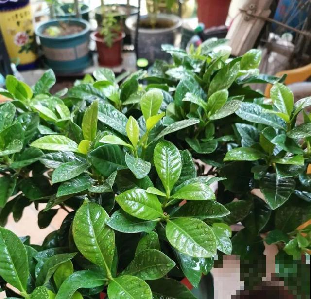 家里养这10种花,冻伤了要赶紧救,晚了就救不回来了 家里养这10种花,冻伤了要赶紧救,晚了就救不回来了