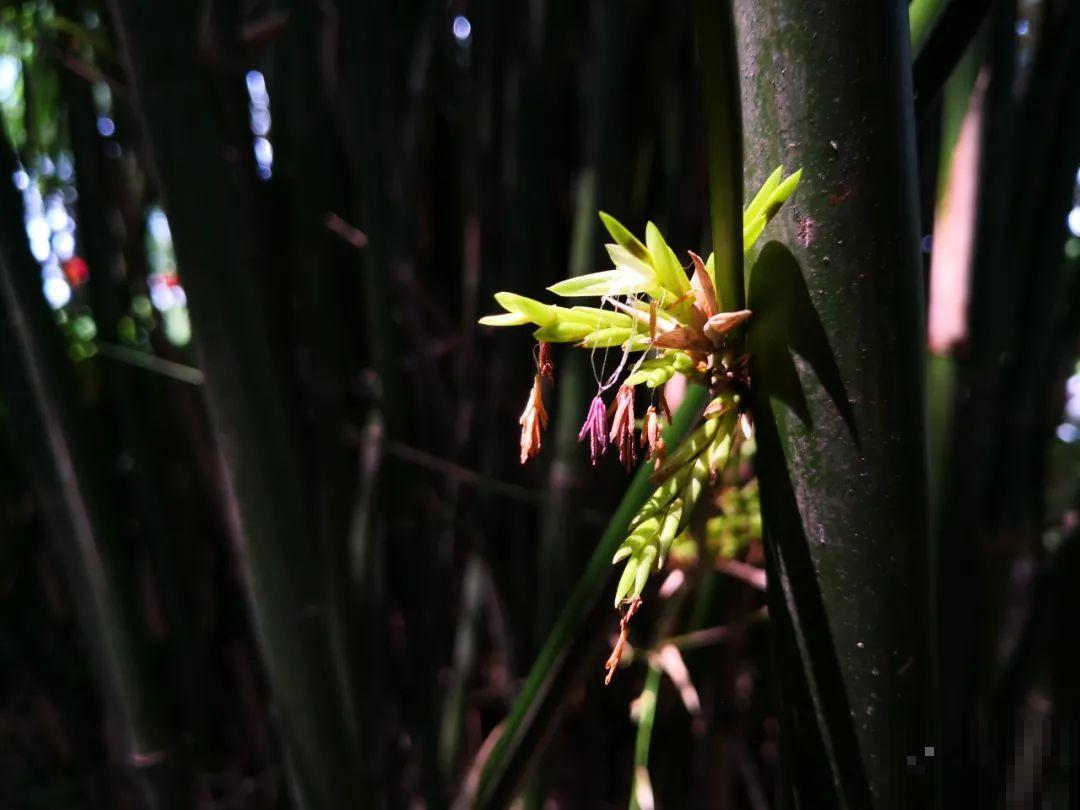 5种花就是一次性，开完花就扔，别浪费时间！