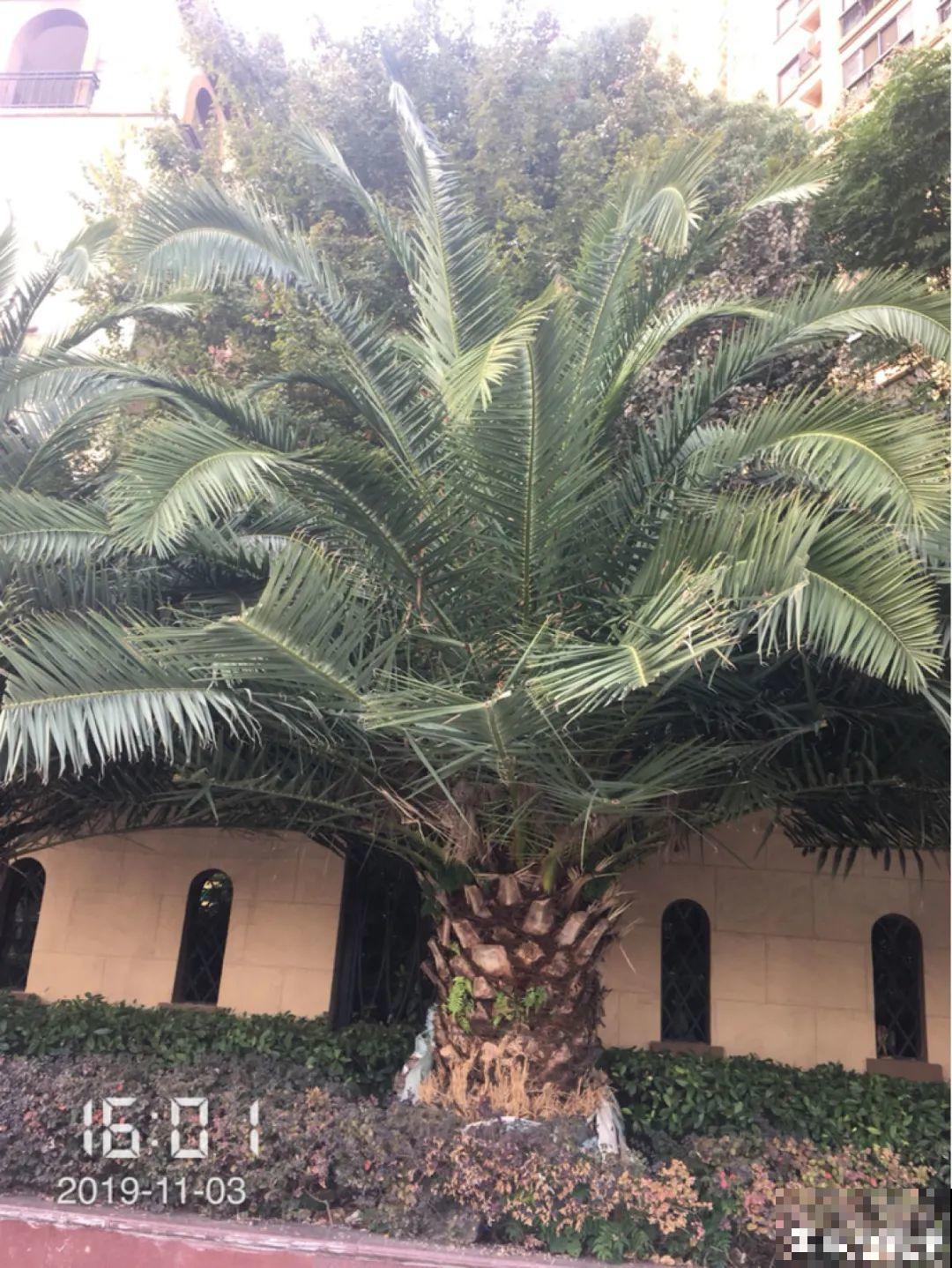 家里养盆镇宅花,一年红红火火,好运满满 家里养盆镇宅花,一年红红火火,好运满满