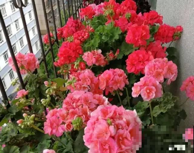 20种花春天开得正盛,花期长、容易爆花,虫害少! 20种花春天开得正盛,花期长、容易爆花,虫害少!