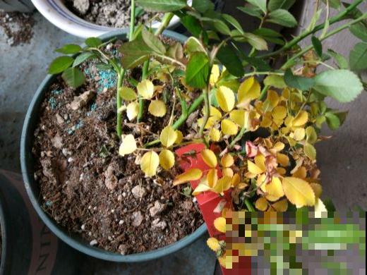 百合开花不是一次性，开完要施肥，1盆能生20盆