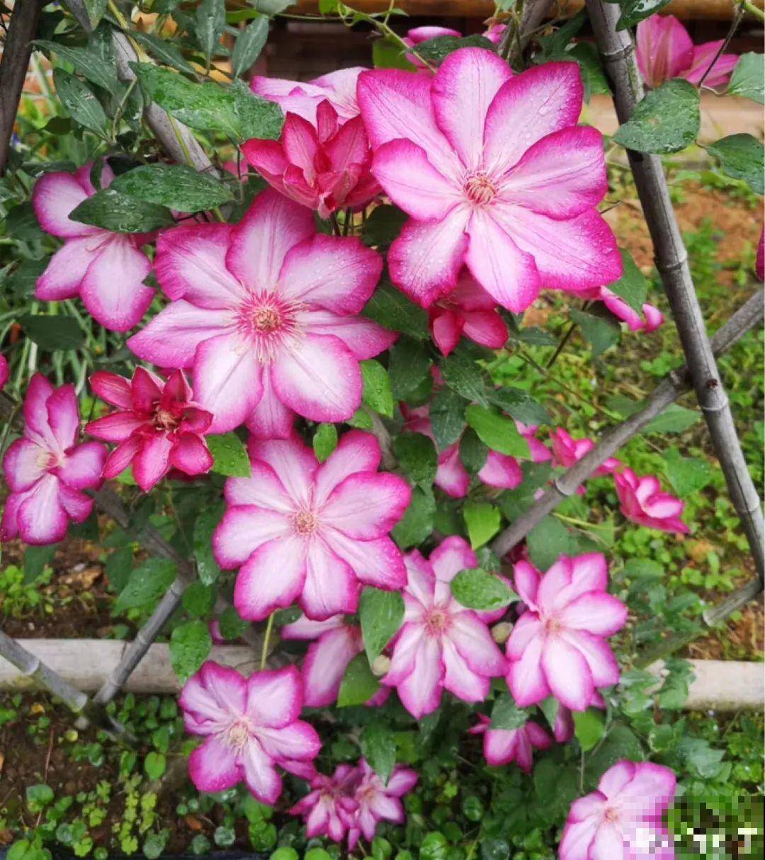 春天花要苏醒了，快施肥，新芽狂窜不断