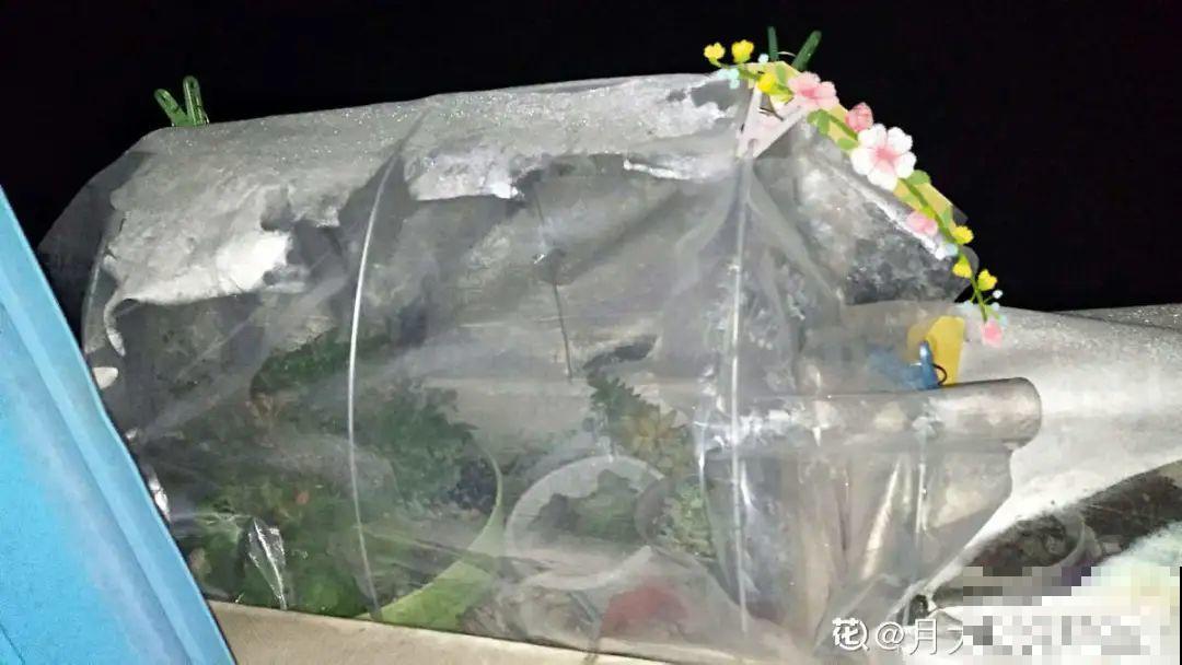 腊月养花禁忌，一定要保暖，不然花很快就死