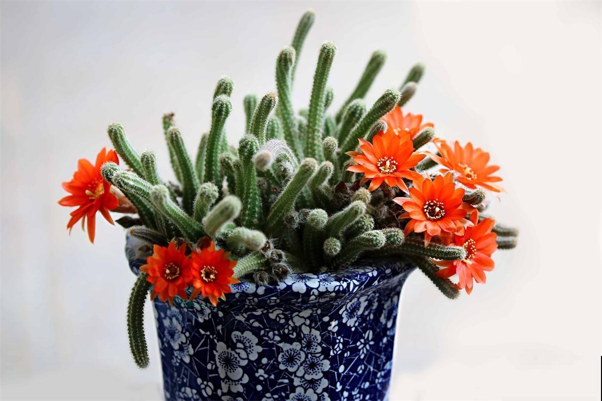 这5种仙人掌，随便一盆都好看好养，你喜欢哪一种？