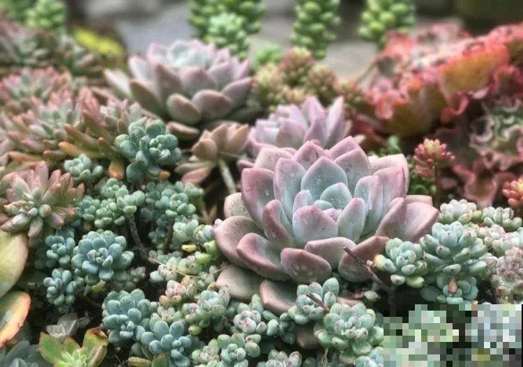 山上的尼姑庵,只养花不烧香,看完想出家 山上的尼姑庵,只养花不烧香,看完想出家