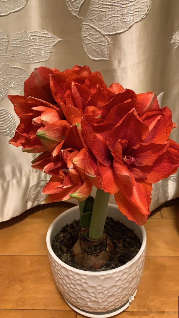 4种花寓意好，开花红得像火，预示一年日子热闹红火