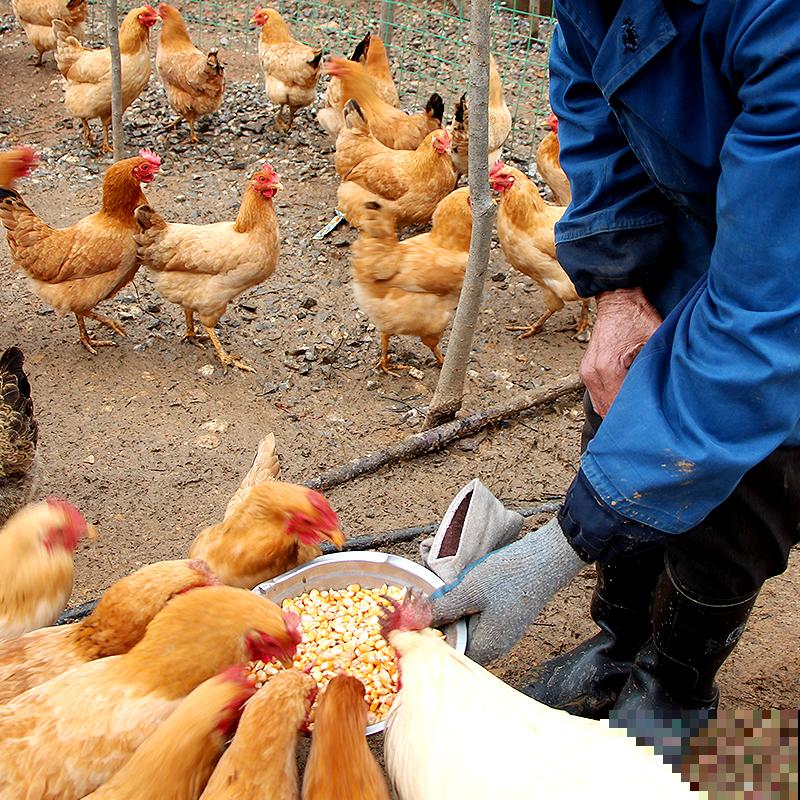 常见的5种蛋,营养成分天差地别,别吃错了! 常见的5种蛋,营养成分天差地别,别吃错了!