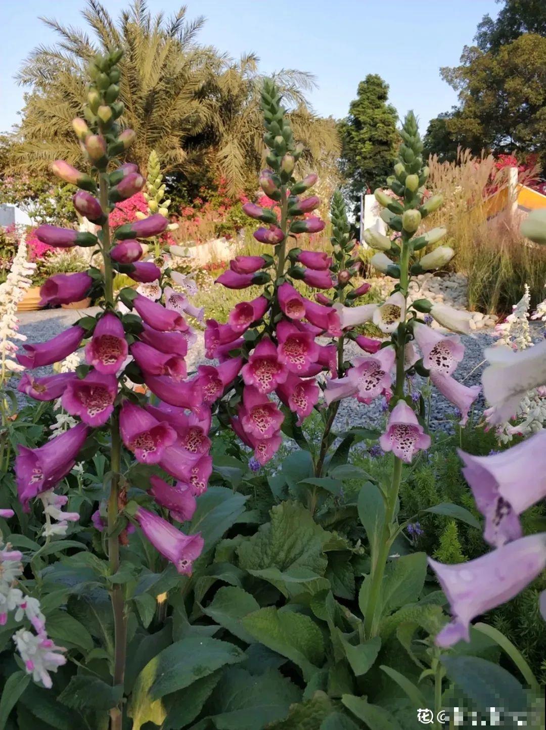 毛地黄名字不好听，可开花却超美，能长1米高